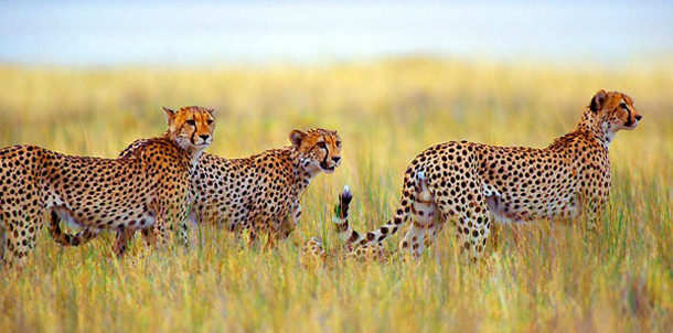 Cheetas