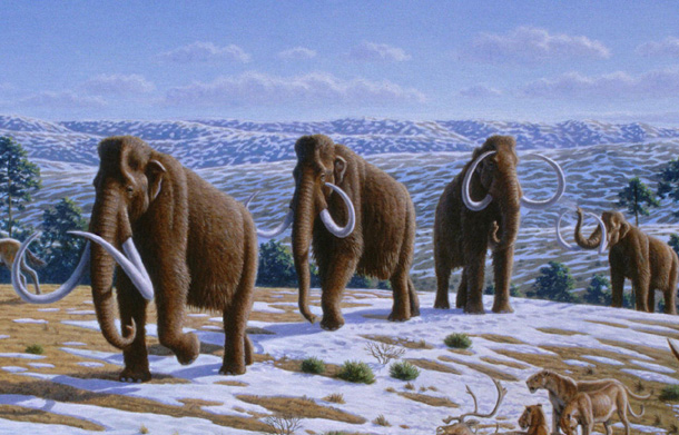 wolly mammoths
