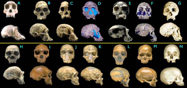 Transitional Fossils of Hominid Skulls