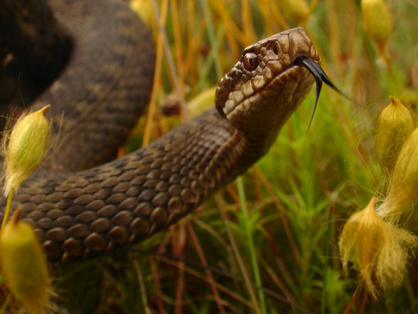 Vipera berus