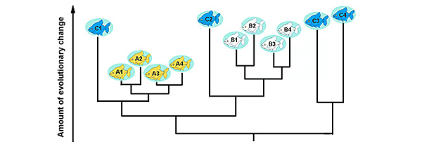 phylogenetics