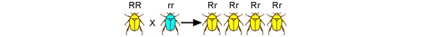 non-resistant insects survive