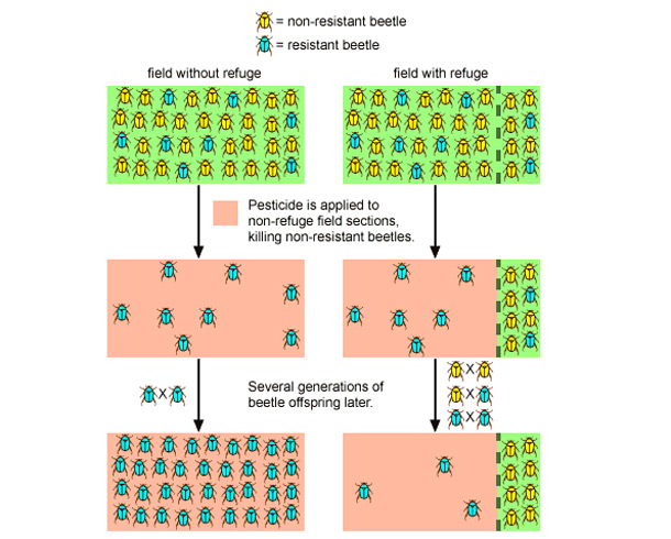 pesticide-resistant pests