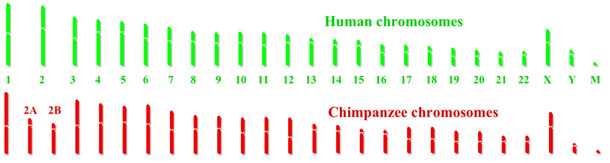 Chromosome 2 in humans