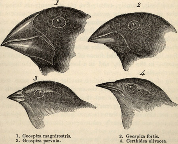 darwin finches