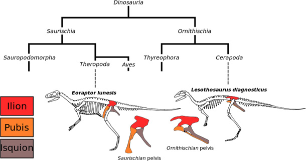 Pelvic structure of dinosaurs