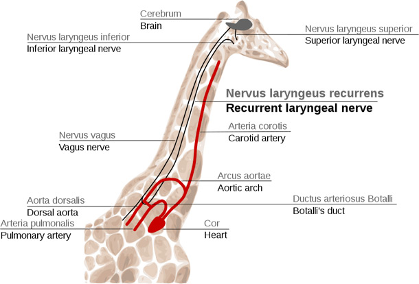 Recurrent laryngeal nerve in giraffes
