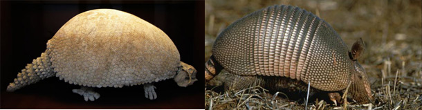 Glyptodon Armadillo