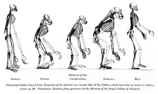 Common Descent Thomas Huxley