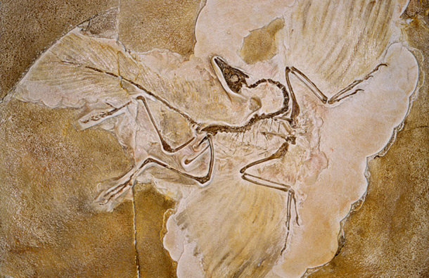 Archaeopteryx