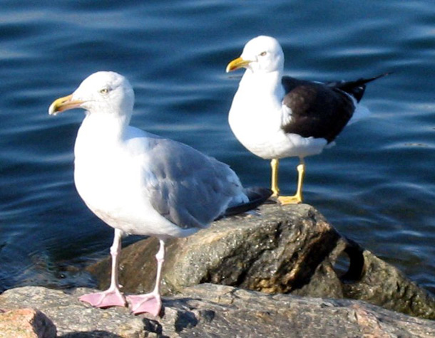 Larus gulls