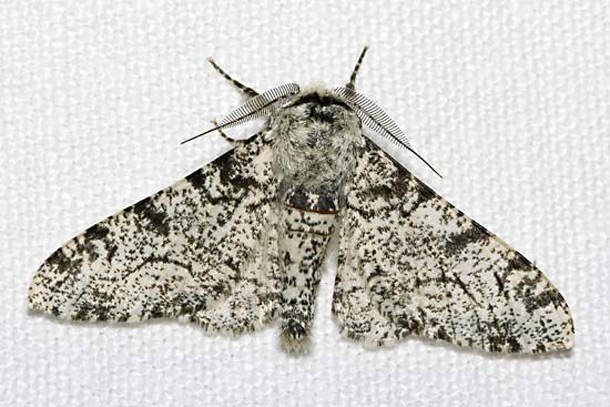 Peppered moth