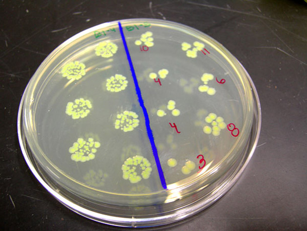 e.coli