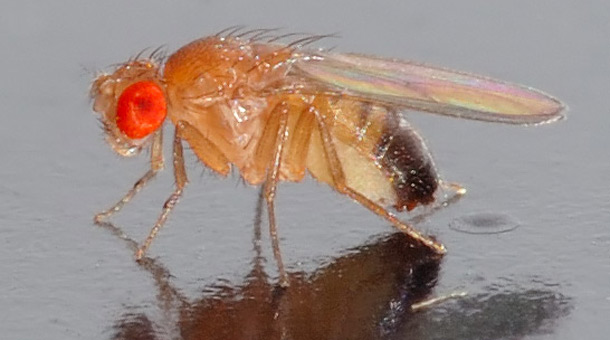 Drosophila melanogaster